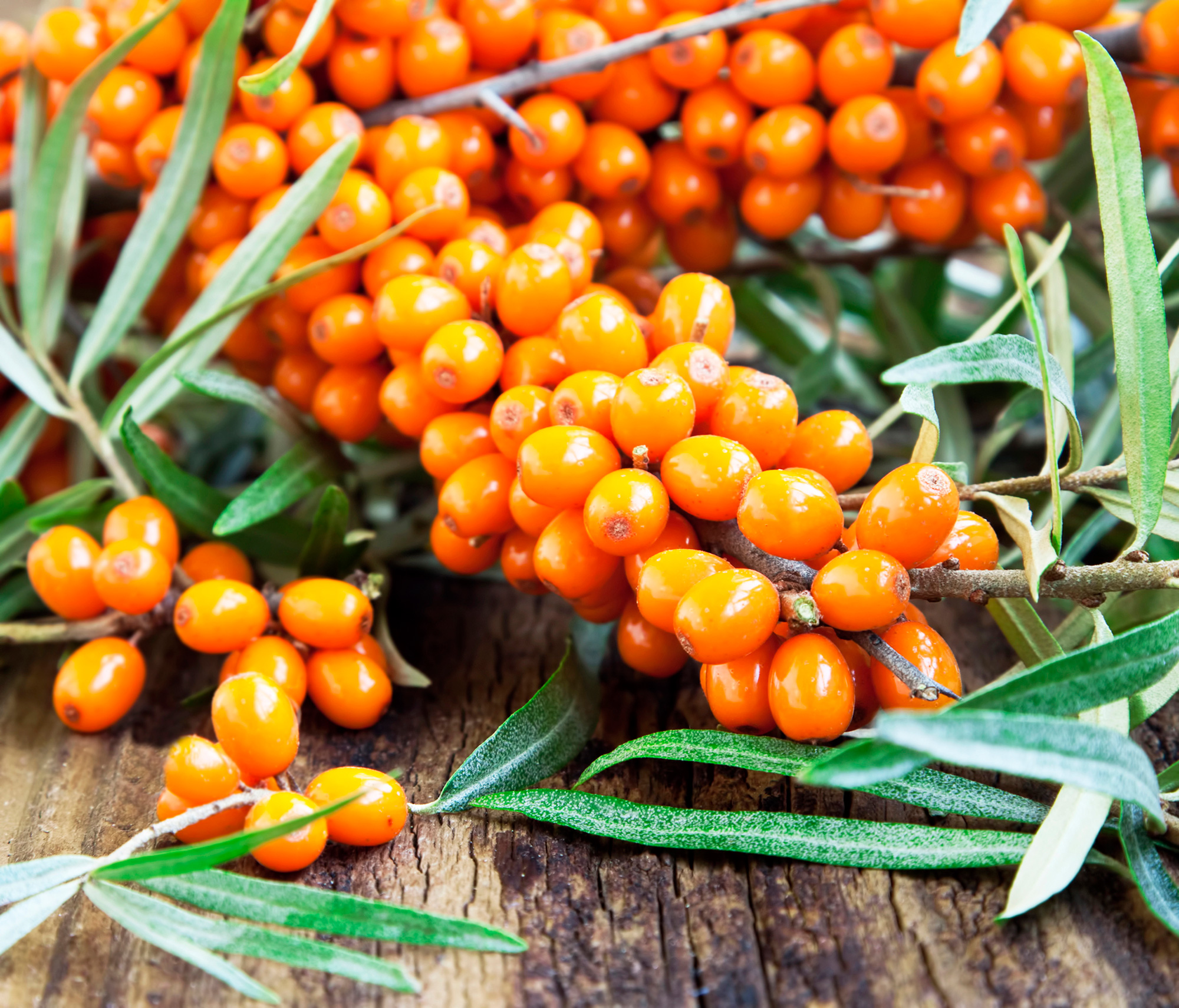 Seabuckthorn-berries