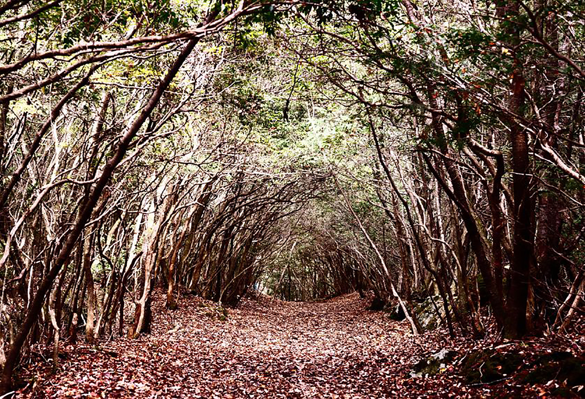 Aokigahara Forest, Japan: looks innocent enough… or does it?