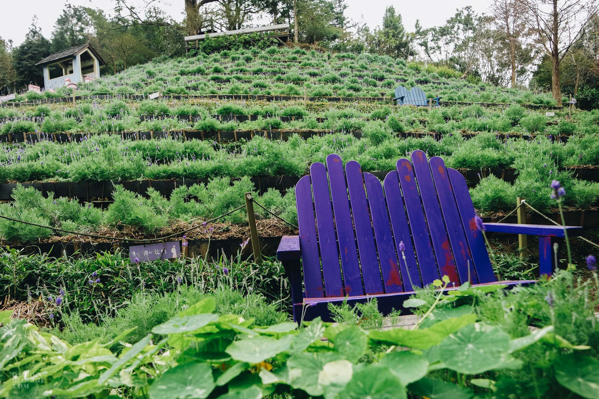 Lavender Cottage 薰衣草森林