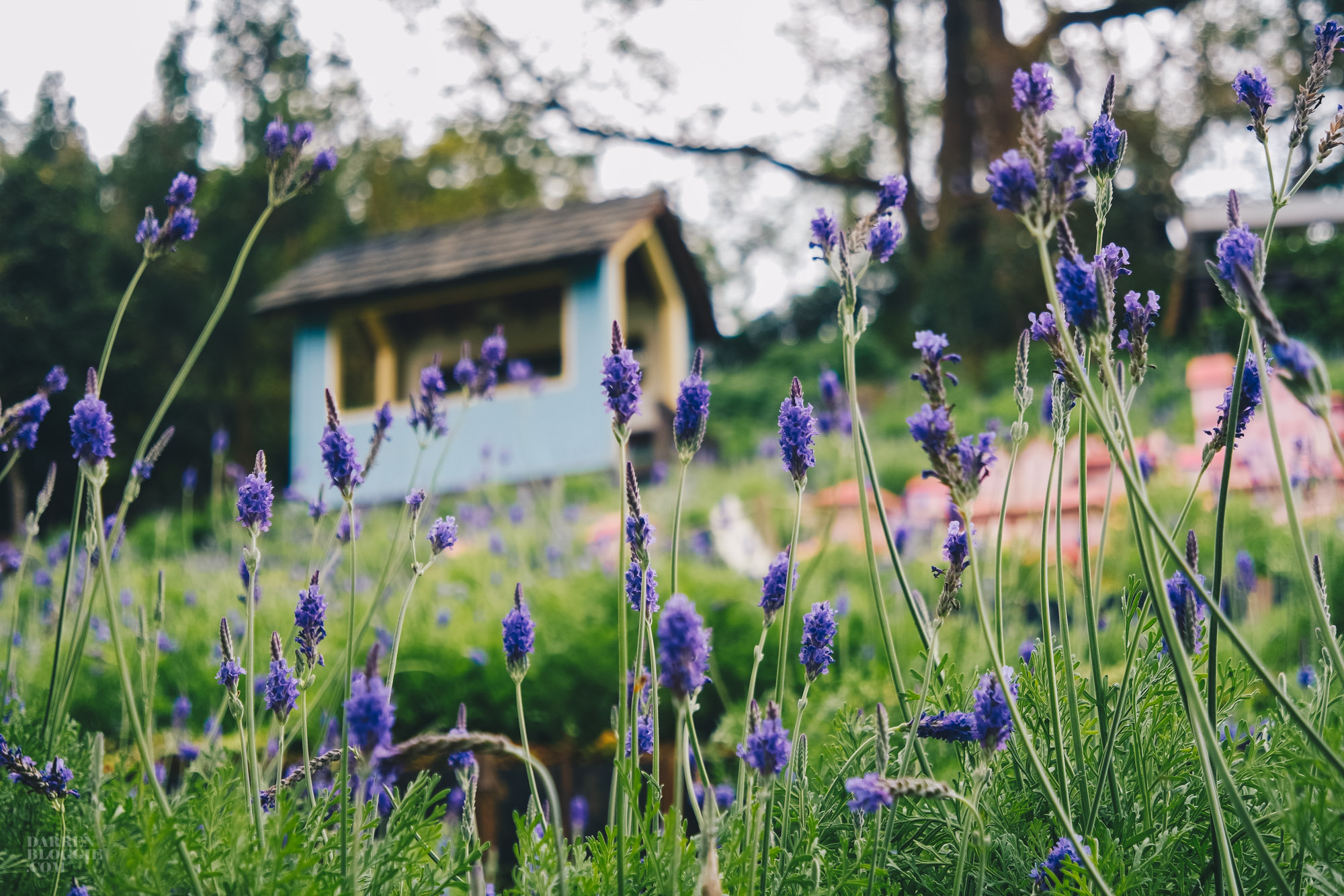 Lavender Cottage 薰衣草森林