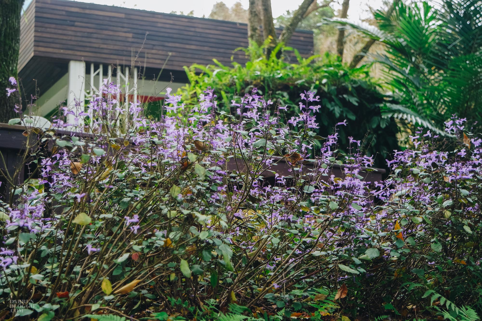 Lavender Cottage 薰衣草森林