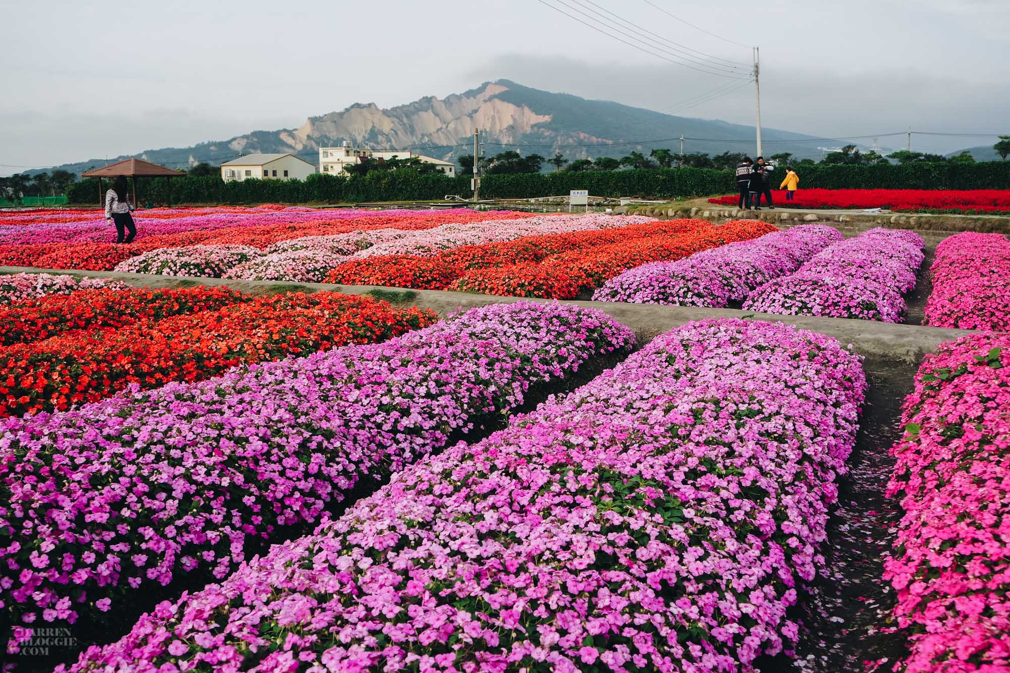 Xinshe Sea of Flowers 新社花海