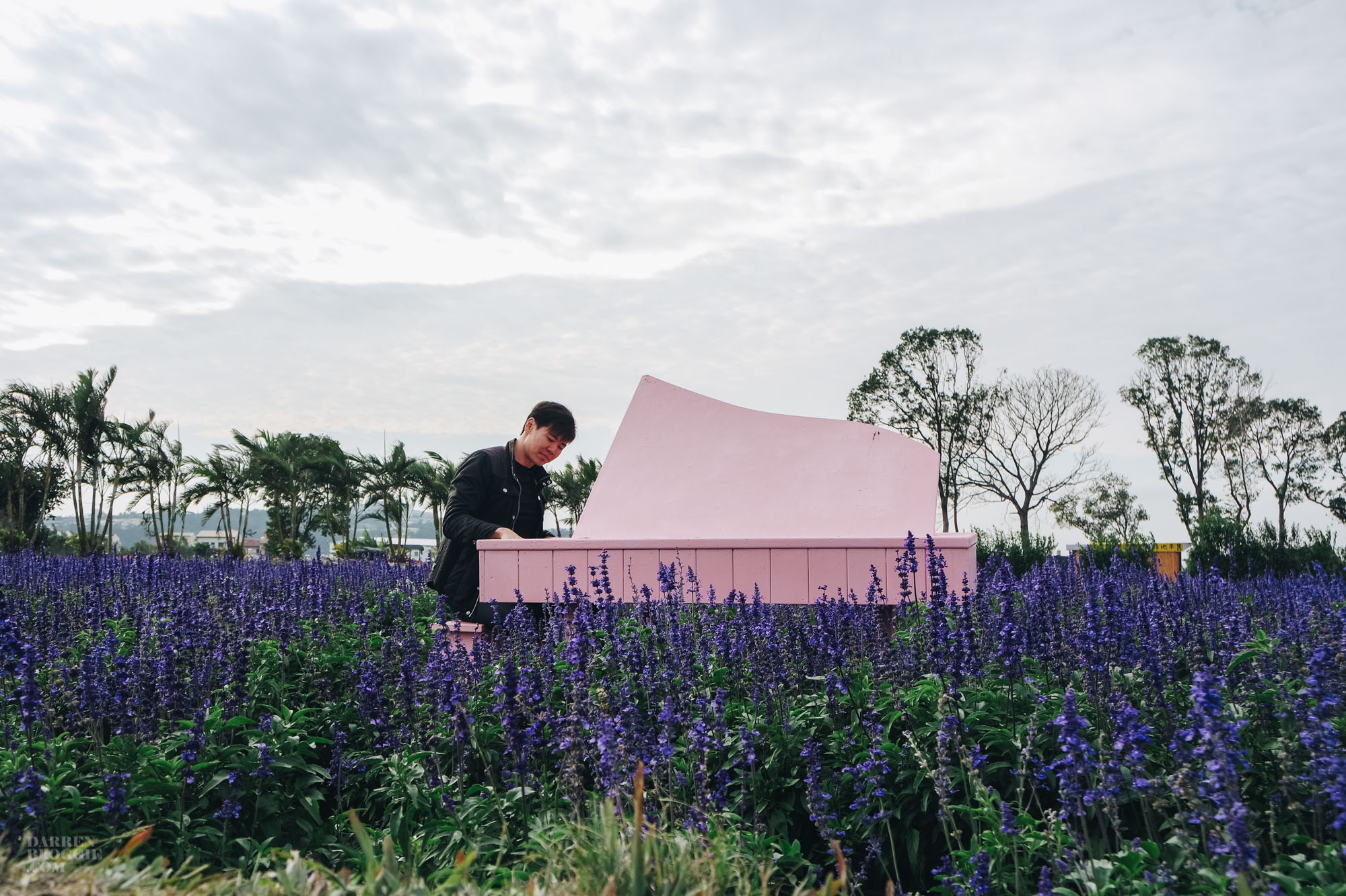 Xinshe Sea of Flowers 新社花海