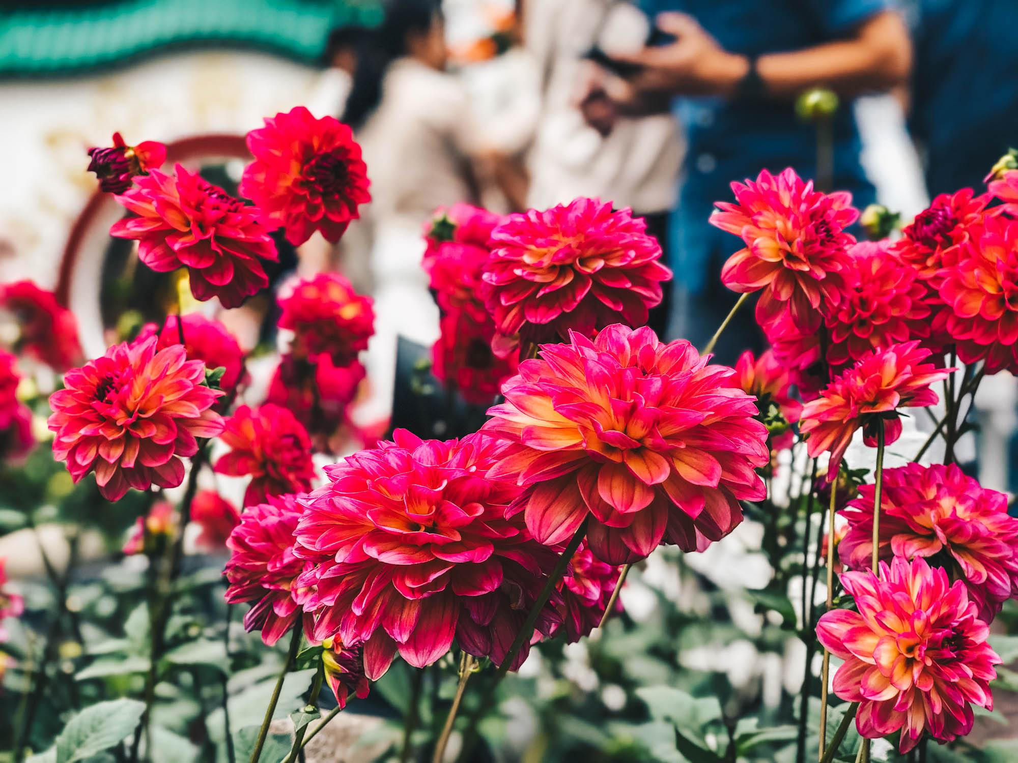 Dahlia Dreams at Gardens by the Bay