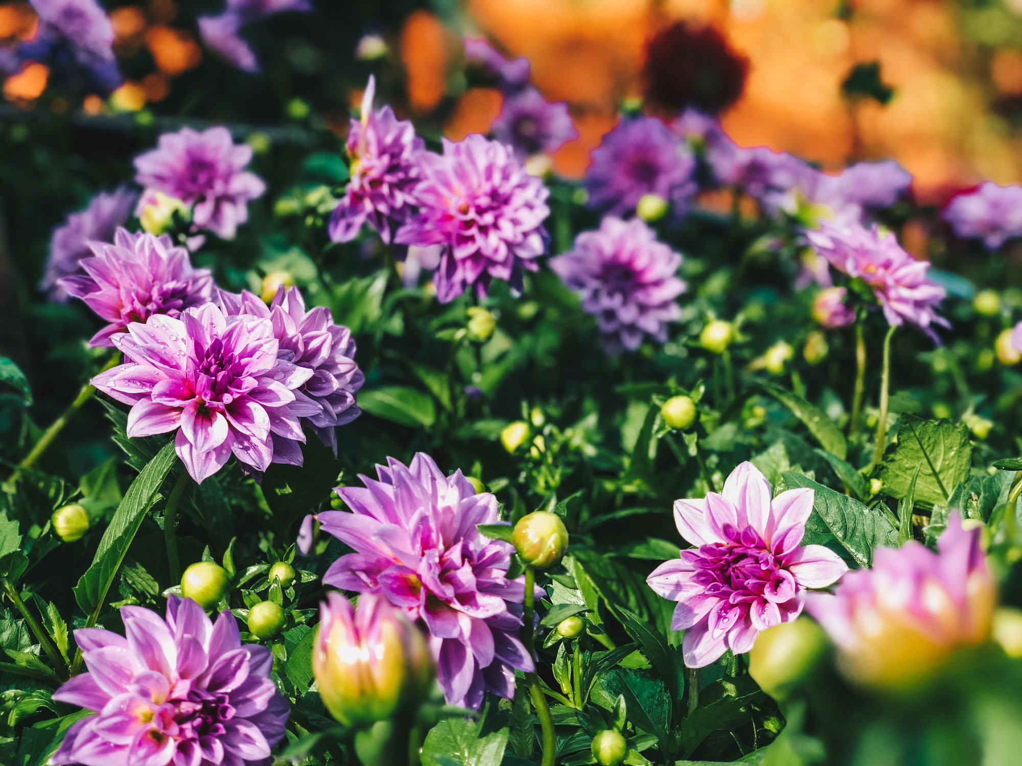 Dahlia Dreams at Gardens by the Bay