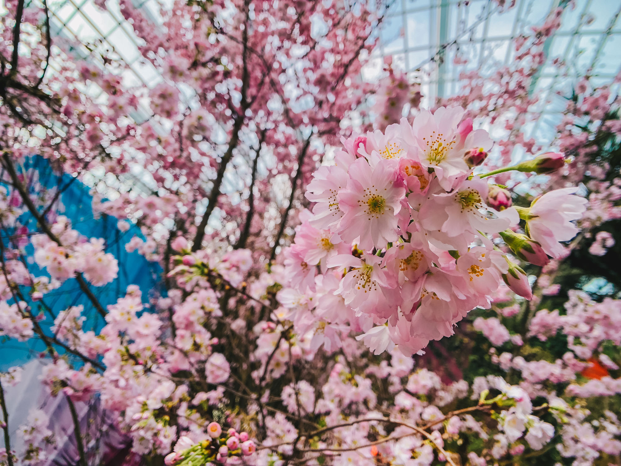 Sakura Matsuri at Gardens by the Bay