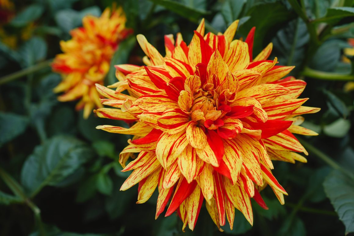 Dahlia Dreams at Gardens by the Bay