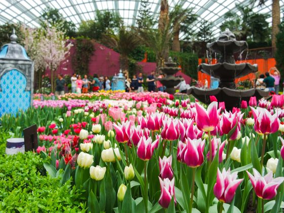 Tulipmania Rediscovered at Gardens by the Bay