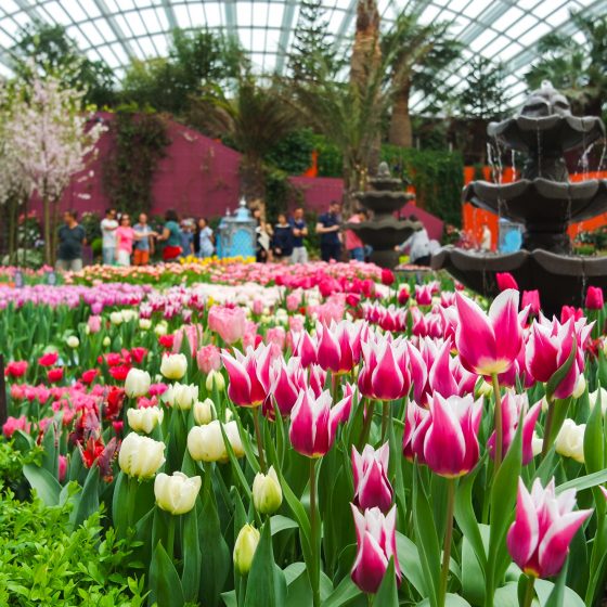 Tulipmania Rediscovered at Gardens by the Bay