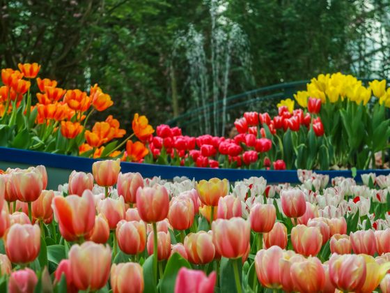 tulipmania-2017-gardensbythebay-darrenbloggie-5