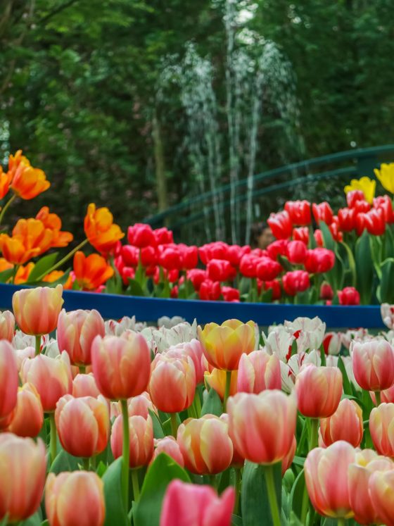 tulipmania-2017-gardensbythebay-darrenbloggie-5