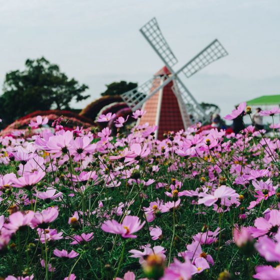 Places to Visit in Taichung - Xinshe Sea of Flowers 新社花海