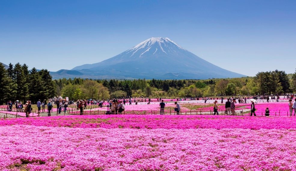 2018 Fuji Shiba-sakura Festival
