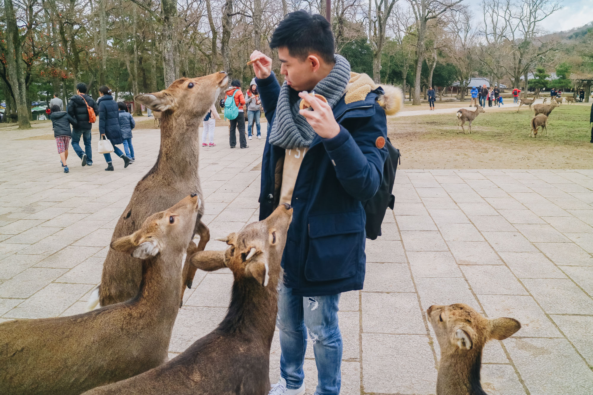 Nara-Park-奈良公園-kyoto-japan-darrenbloggie