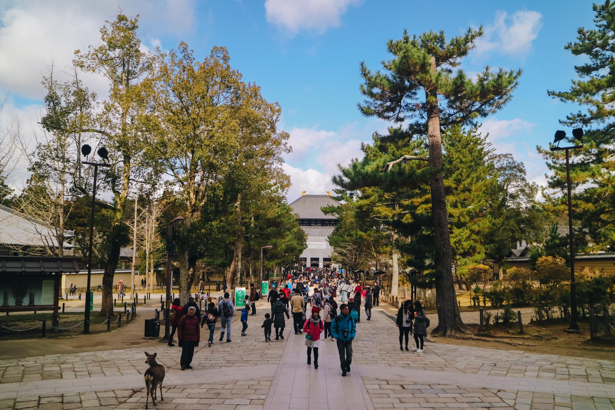 Nara-Park-奈良公園-kyoto-japan-darrenbloggie