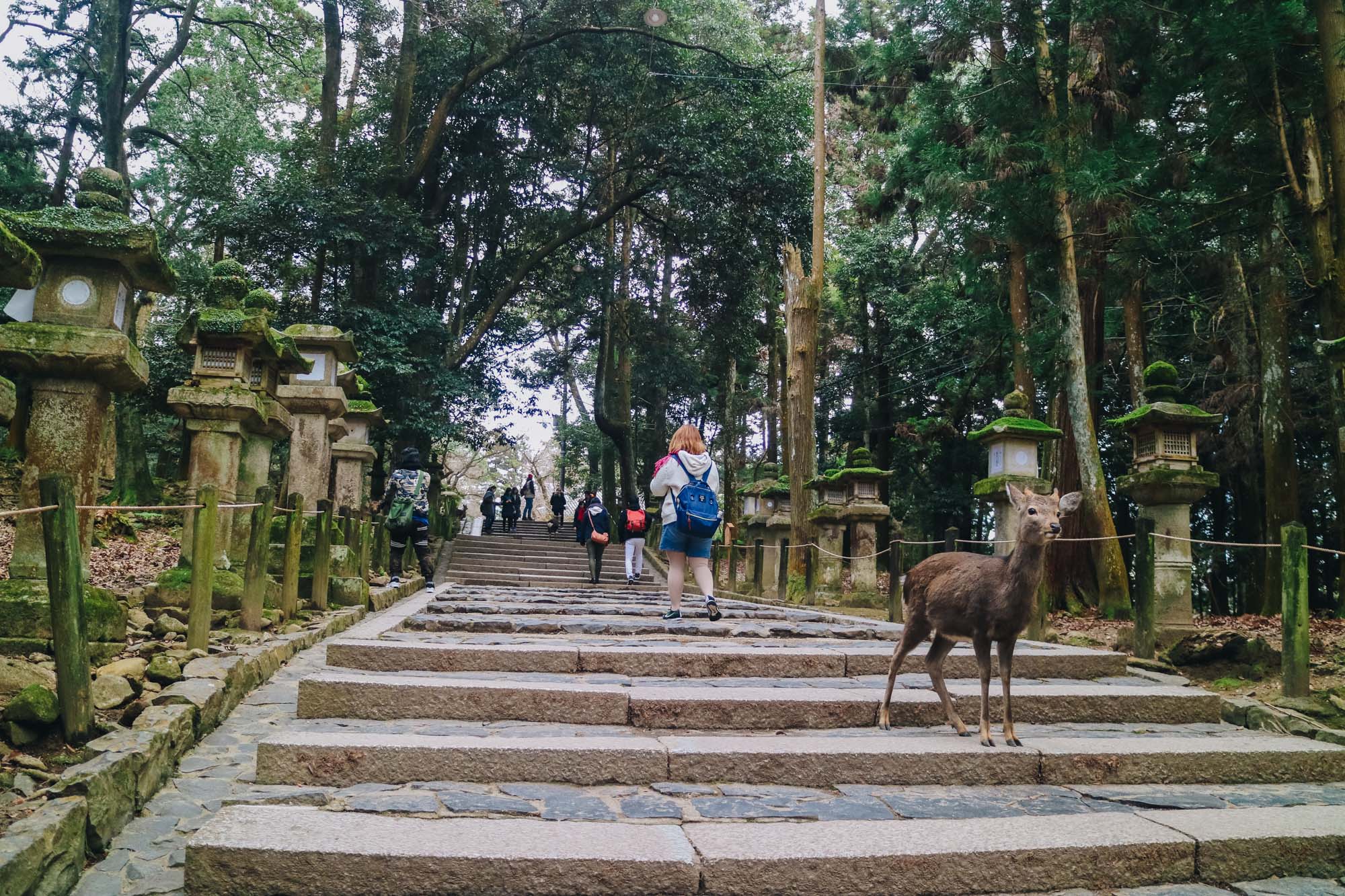 Nara-Park-奈良公園-kyoto-japan-darrenbloggie