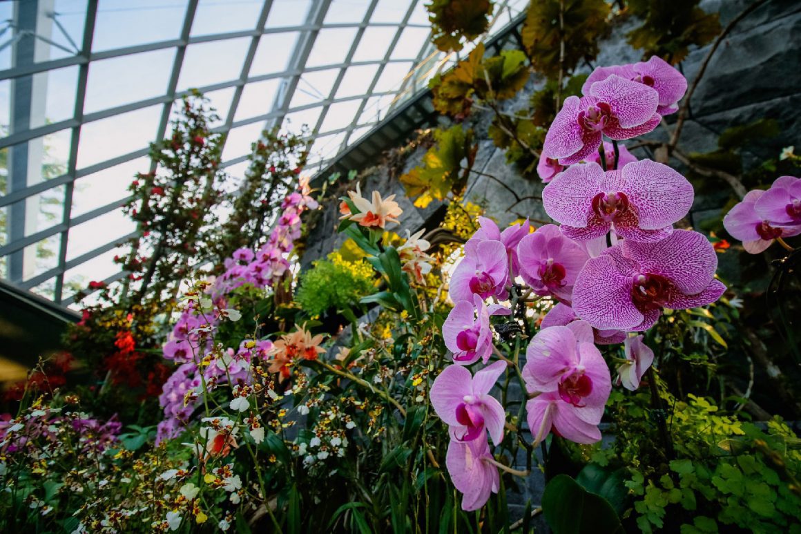 Flight-of-the-moth-orchid-gardensbythebay-darrenbloggie