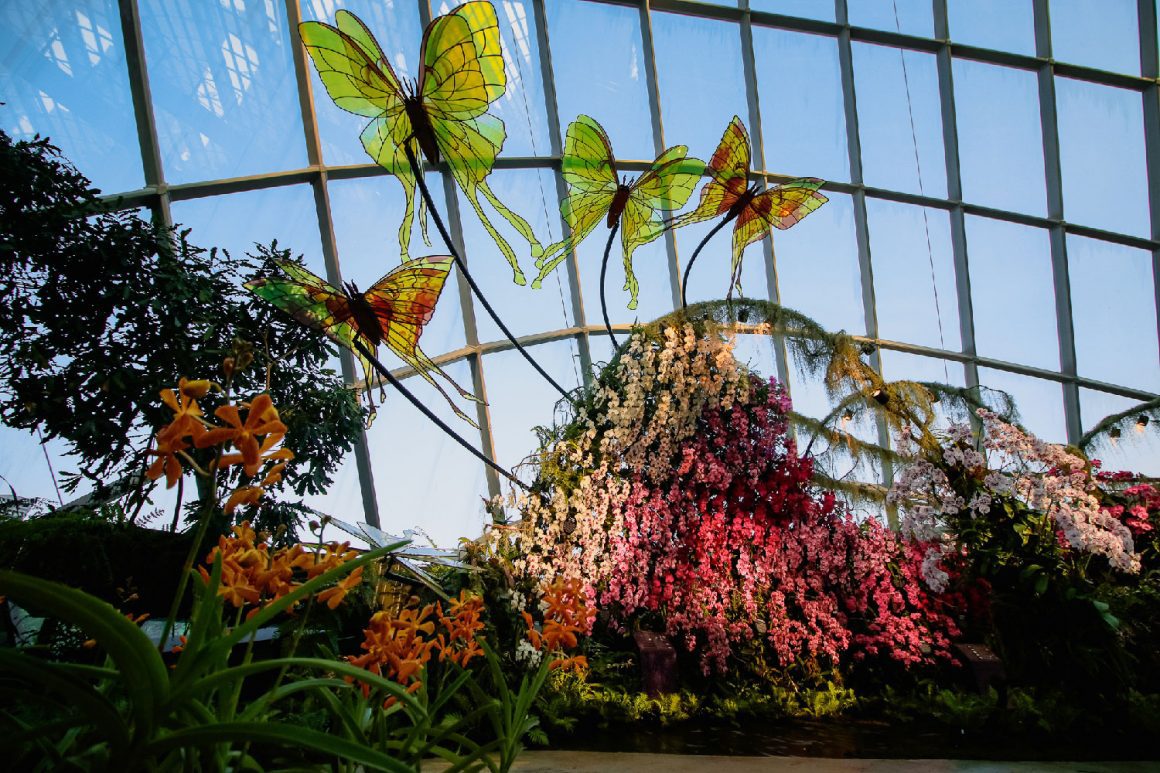 Flight-of-the-moth-orchid-gardensbythebay-darrenbloggie