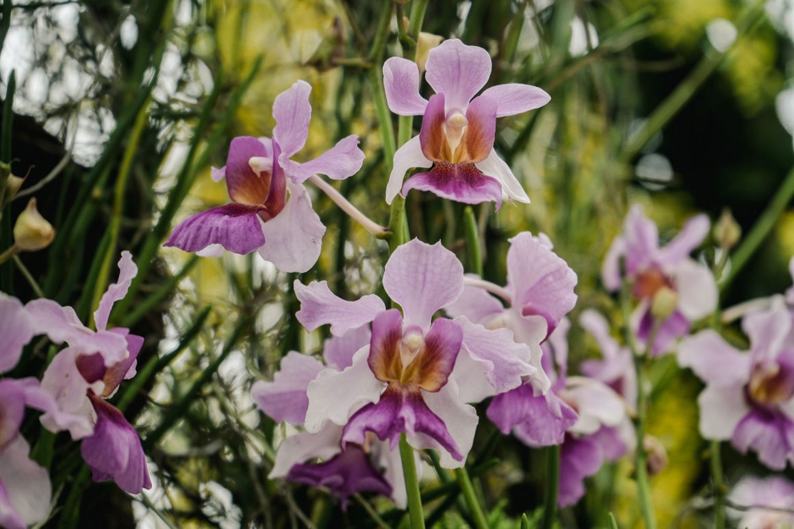 PHOTO - Papilionanthe Miss Joaquim 'Agnes'